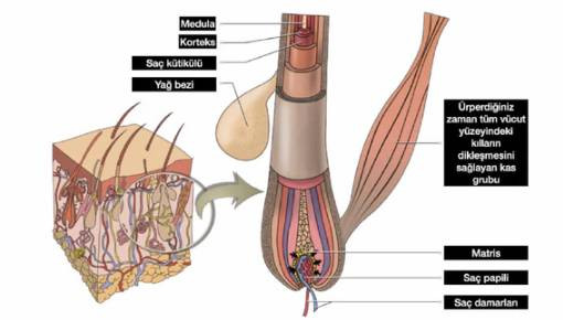 Saç dökülmesinin bir numaralı sebebi - Resim: 8
